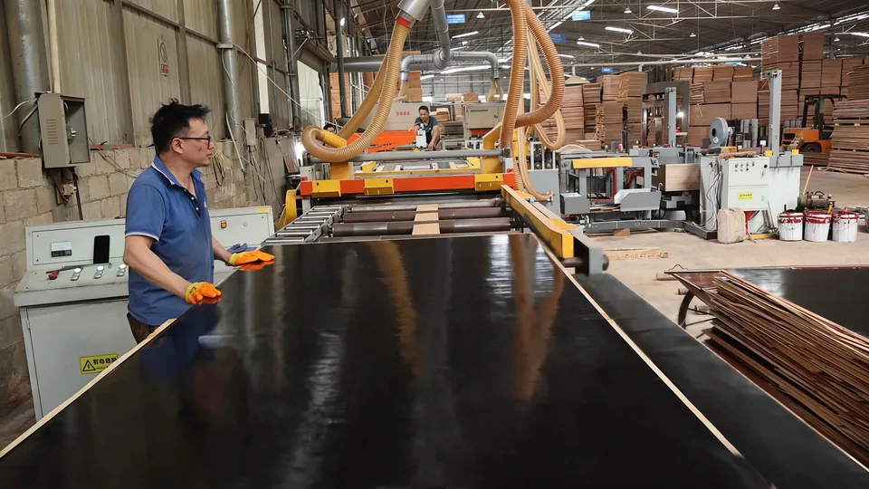 Film faced plywood cutting operation in the factory